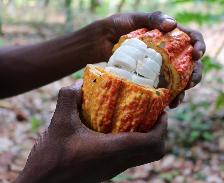 Upcycled cocoa fruit waste sweetens deals in confectionery, bakery and ...
